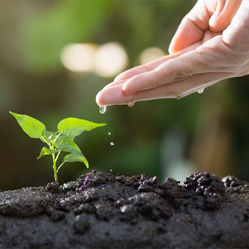 Growing a Large Variety of Plants and Flowers in Composite Raised Garden Beds