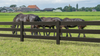 Composite Modern Three Board Ranch Rail (4 ft. H x 5.75 ft. W)– Hurricane Wind and Flame Spread Rated - Durable, Eco-Friendly, and Easy to Install